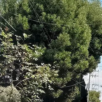 mantenimiento a áreas verdes sobre Torres