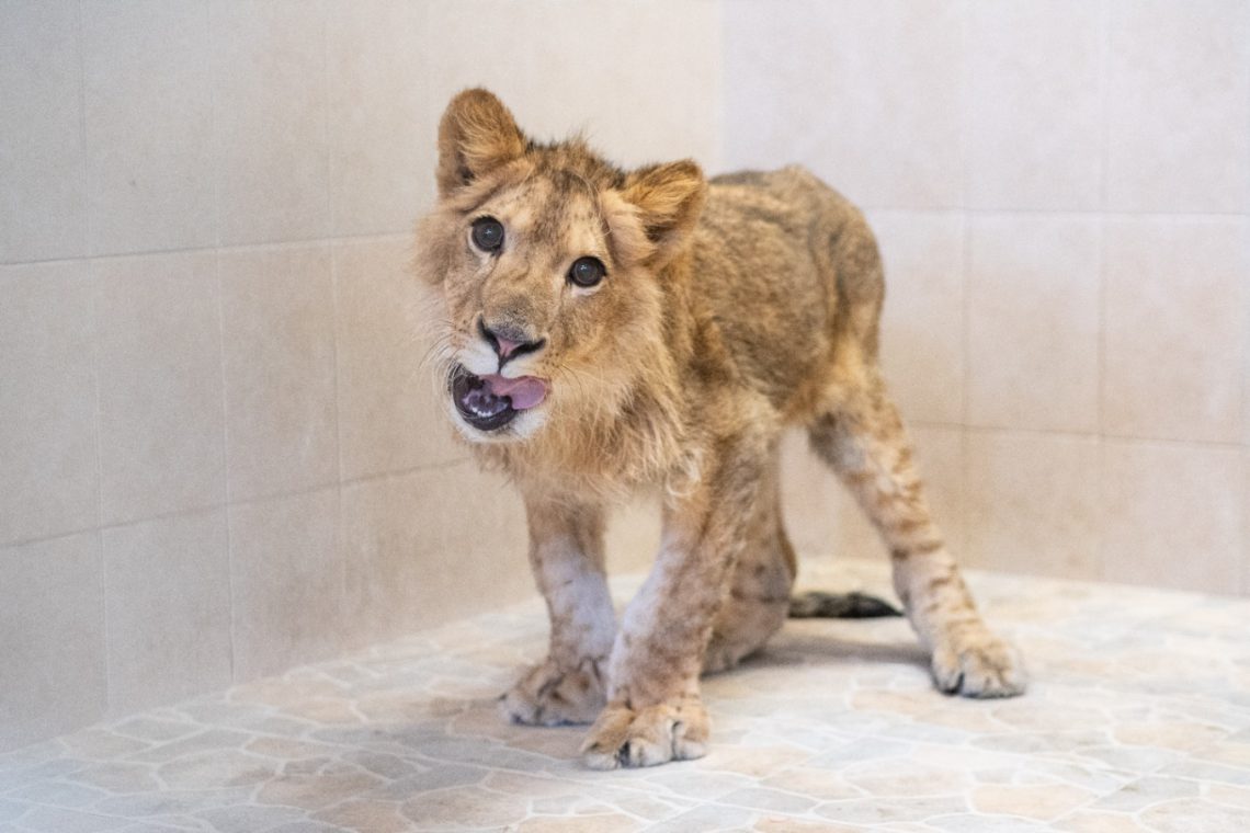 león encontrado en Ecatepec