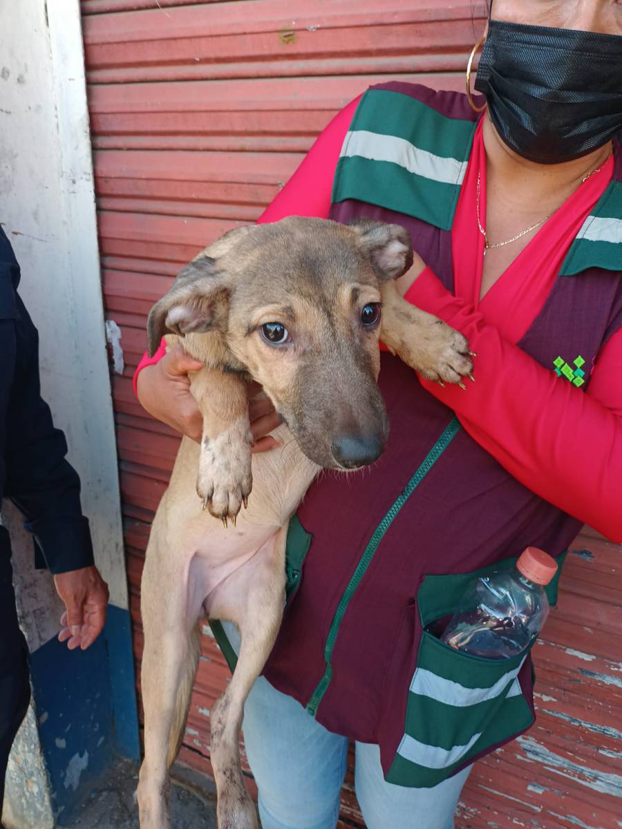 refugio para perros rescatados