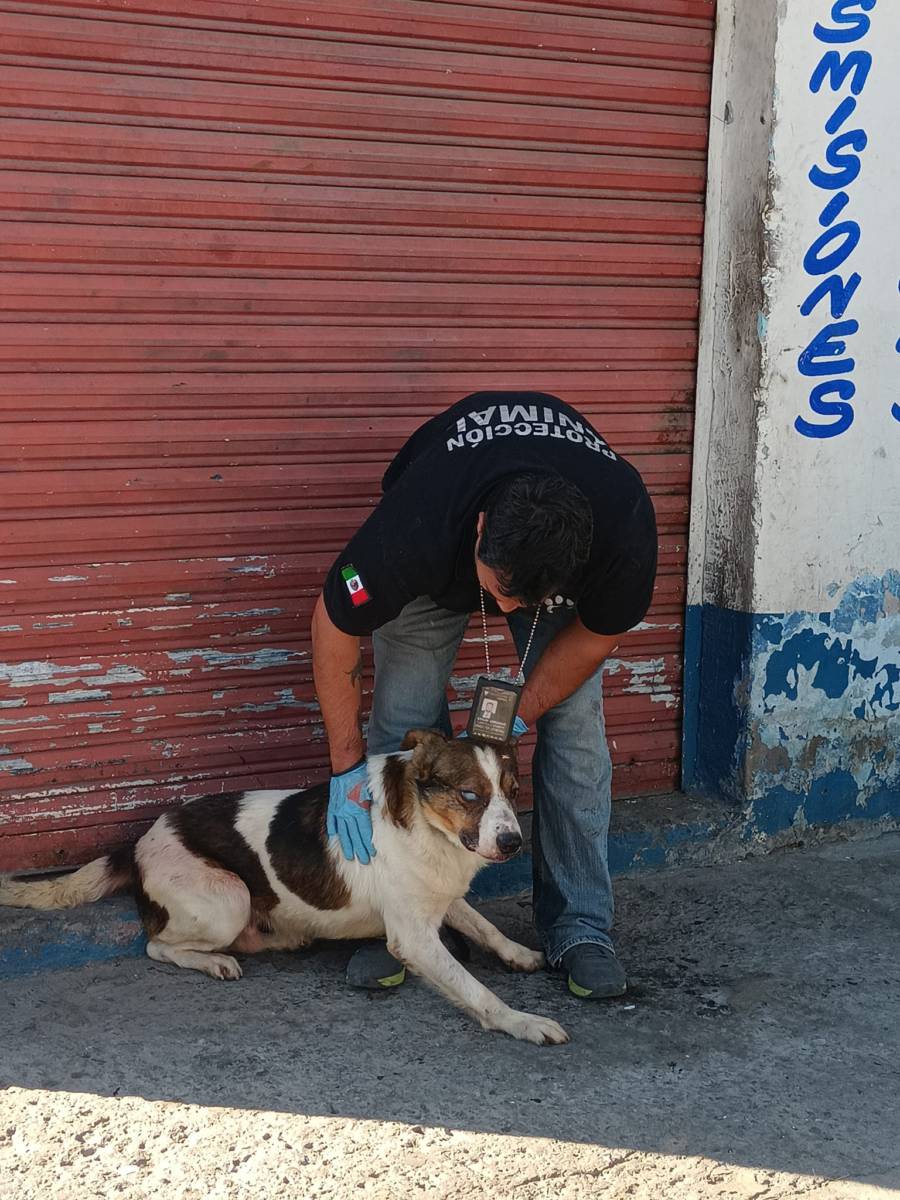 refugio para perros rescatados