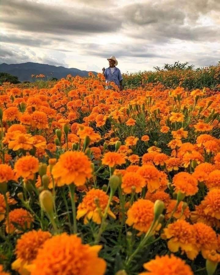 flor de cempasúchil