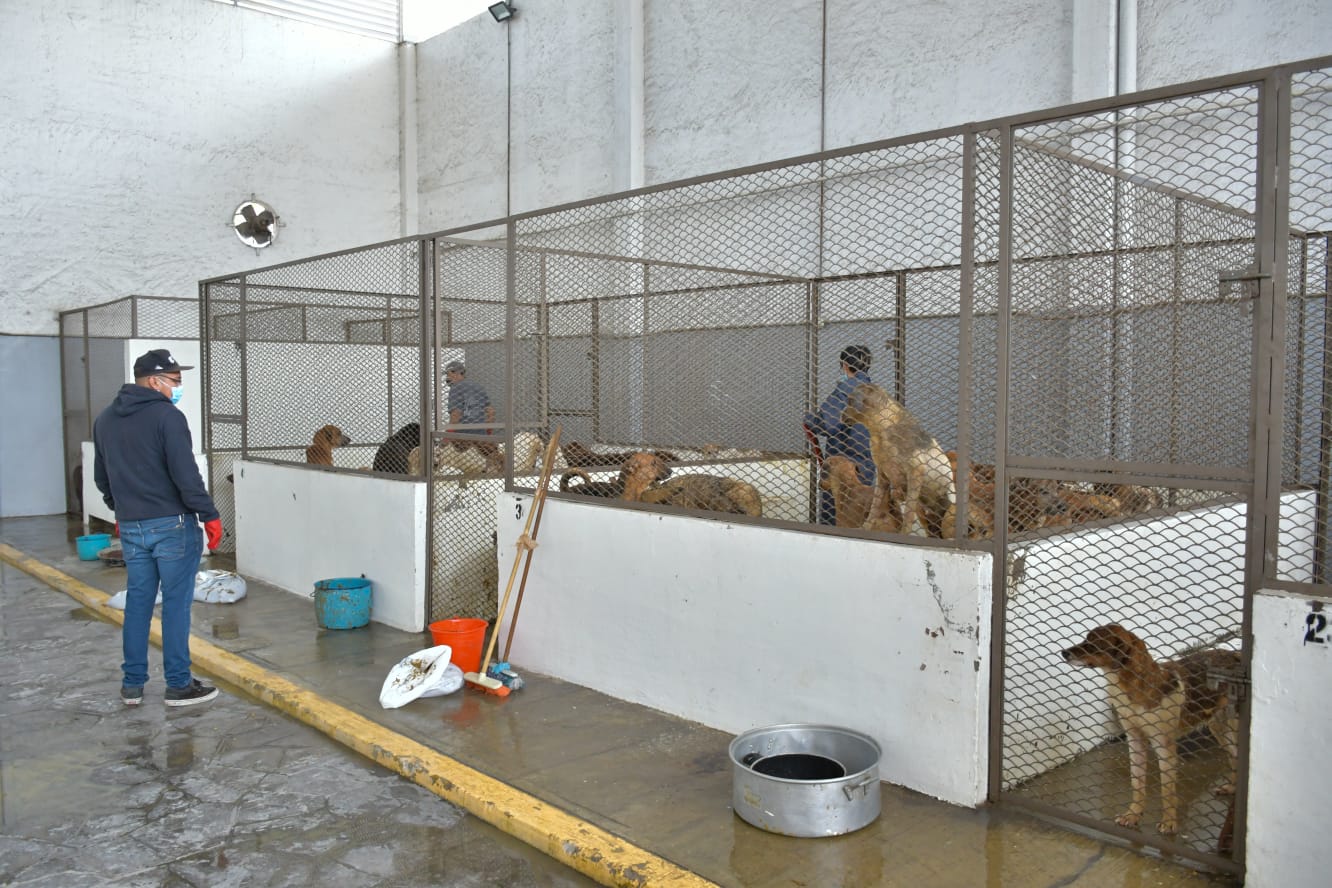 perros rescatados en Nezahualcóyotl
