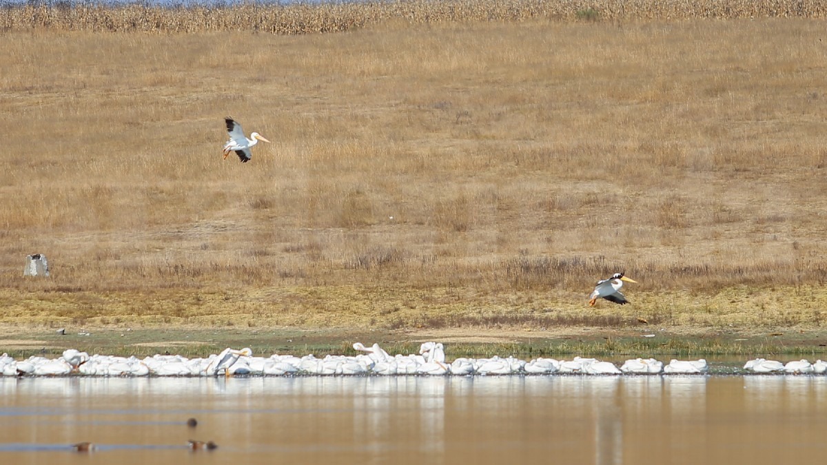 pelicanos-americanos-en-toluca-lajornadaestadodemexico