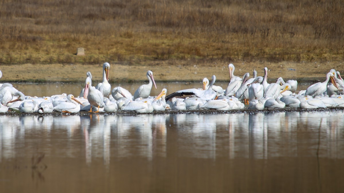 pelicanos-americanos-en-toluca-lajornadaestadodemexico