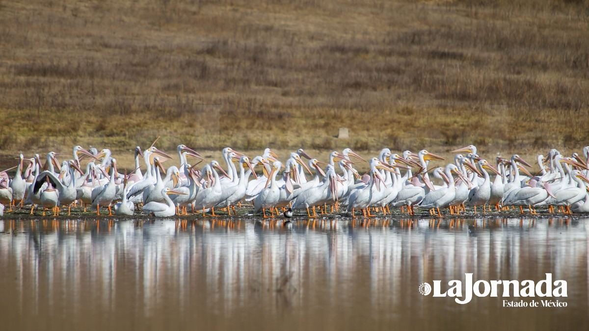 pelicanos-americanos-en-toluca-lajornadaestadodemexico