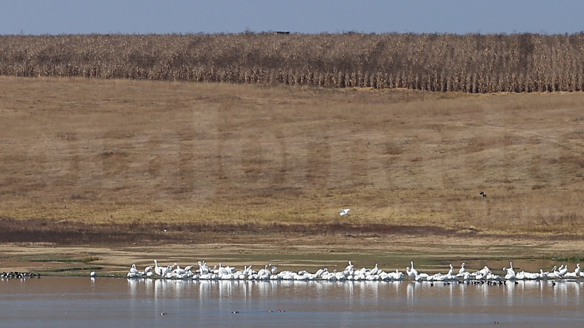 pelicanos-americanos-en-toluca-lajornadaestadodemexico